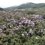 Rhododendron impeditum 整株植物