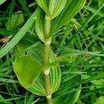 Epipactis helleborine Azala
