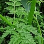 Anthriscus sylvestris Leaf