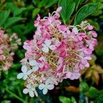 Hydrangea paniculata 花