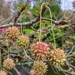 Liquidambar orientalisFiore