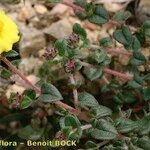 Helianthemum marifolium Buveinė