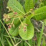 Anacardium occidentale Květ