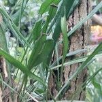 Campyloneurum angustifolium Yaprak