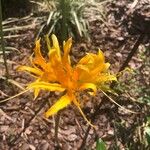 Lycoris aurea Цвят