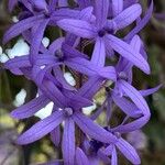 Petrea volubilisCvet