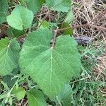 Vitis rotundifolia Liść