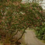 Rhododendron oreodoxa Habit