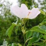Rosa micrantha