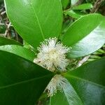 Psidium guineense Blüte