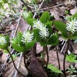 Chloranthus serratus Blomst