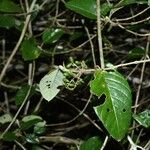 Malanea hypoleuca Leaf