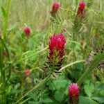 Trifolium incarnatumBlodyn