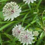 Astrantia major 花