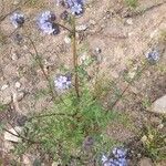 Phacelia distans Kukka