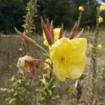 Oenothera glazioviana 花