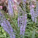 Veronica longifolia Цветок