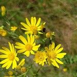 Senecio squalidusFlower