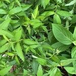 Spiraea japonica Leaf