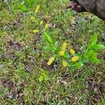 Salix triandra Deilen