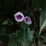 Ipomoea tiliacea Blüte