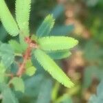 Calliandra brevipes Hoja