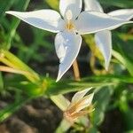 Conostomium quadrangulare Blomma