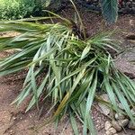 Dianella ensifolia Hoja