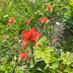 Castilleja miniata ফুল