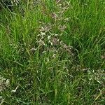 Poa pratensis Dalc'h