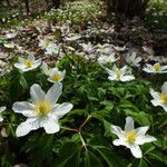 Anemone nemorosa ᱛᱟᱦᱮᱸ