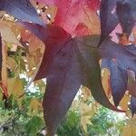 Liquidambar styraciflua Likasa