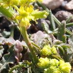 Rorippa curvisiliqua Flower