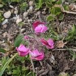 Pedicularis cenisia Flower