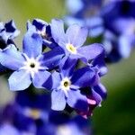 Myosotis sylvatica Fula