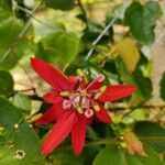 Passiflora coccinea 花