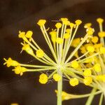 Thapsia garganica Blüte