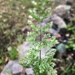 Polypogon viridis Flor