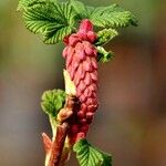 Ribes sanguineum Flor