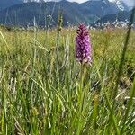 Dactylorhiza majalis Hàbitat