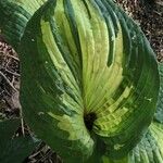 Hosta plantaginea Levél