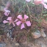 Saponaria pumila Flower