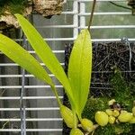 Bulbophyllum maxillare Foglia