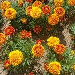 Tagetes erecta その他の提案