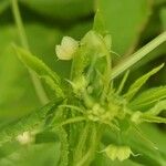 Cyclanthera pedata 花