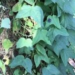 Passiflora capsularis Leaf