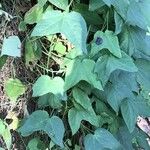 Passiflora capsularis Лист
