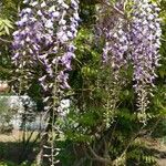 Wisteria sinensis (Sims) DC.Floare