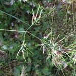 Poa bulbosa Fula