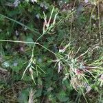 Poa bulbosa Flor